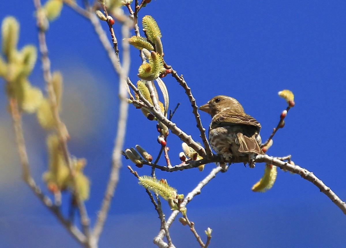 Purple Finch - ML424584751