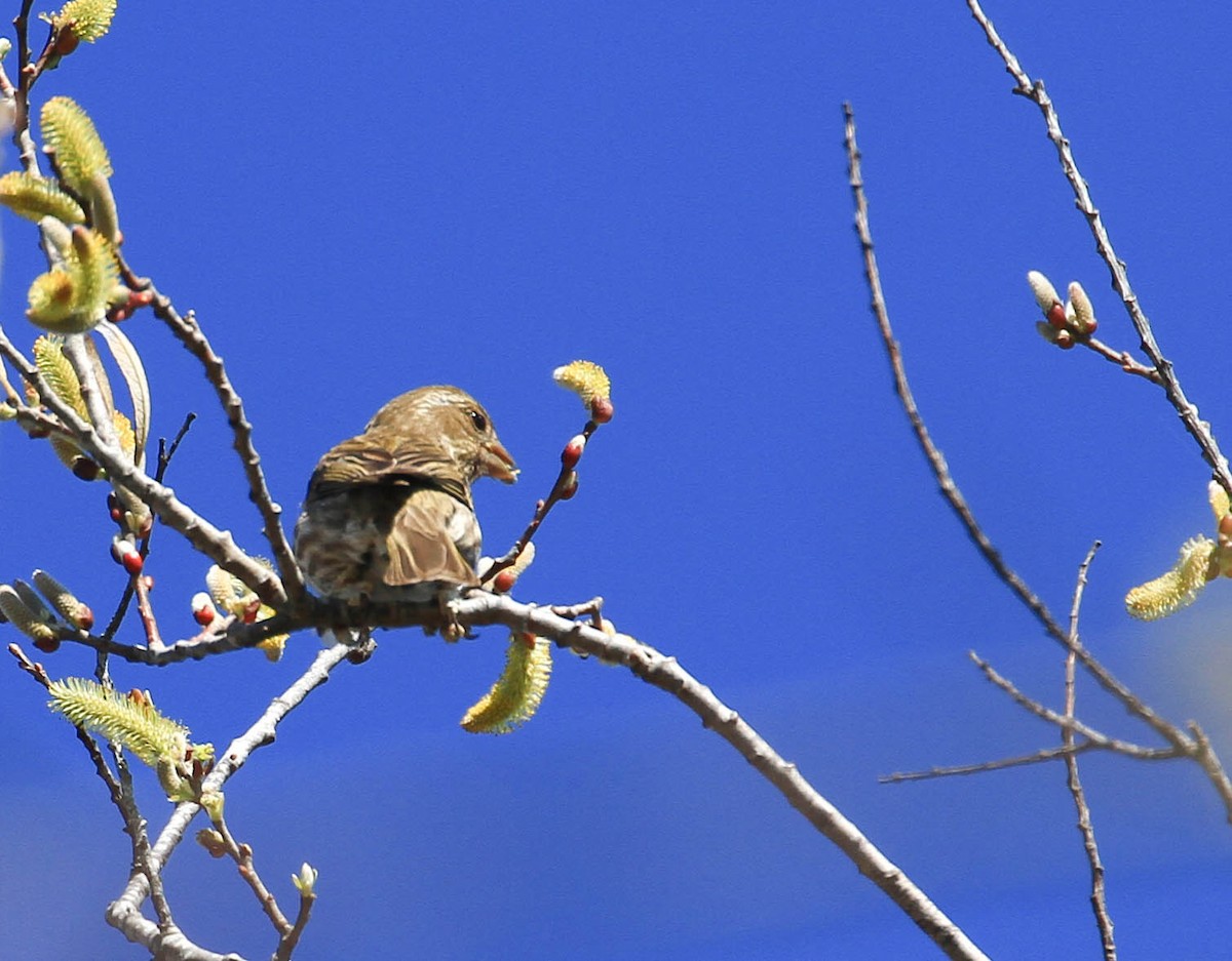 Purple Finch - ML424584861