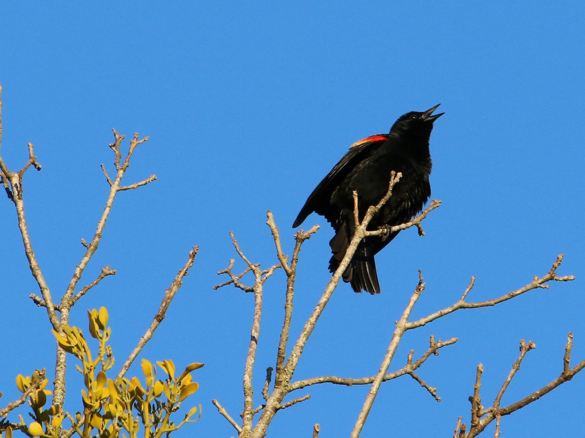 Red-winged Blackbird - ML424586491