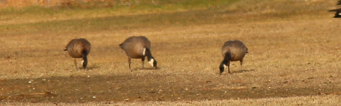 Cackling Goose (Aleutian) - Debby Parker