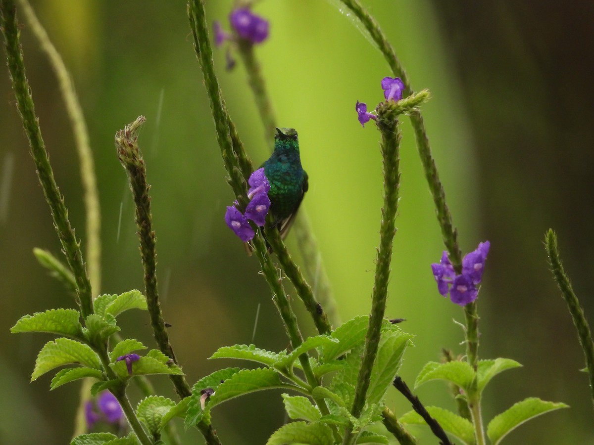kolibřík modroocasý - ML424587191