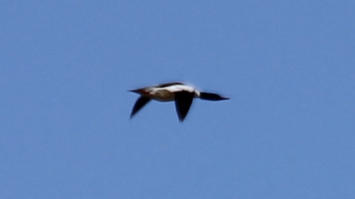 Grand Harle (americanus) - ML424587911