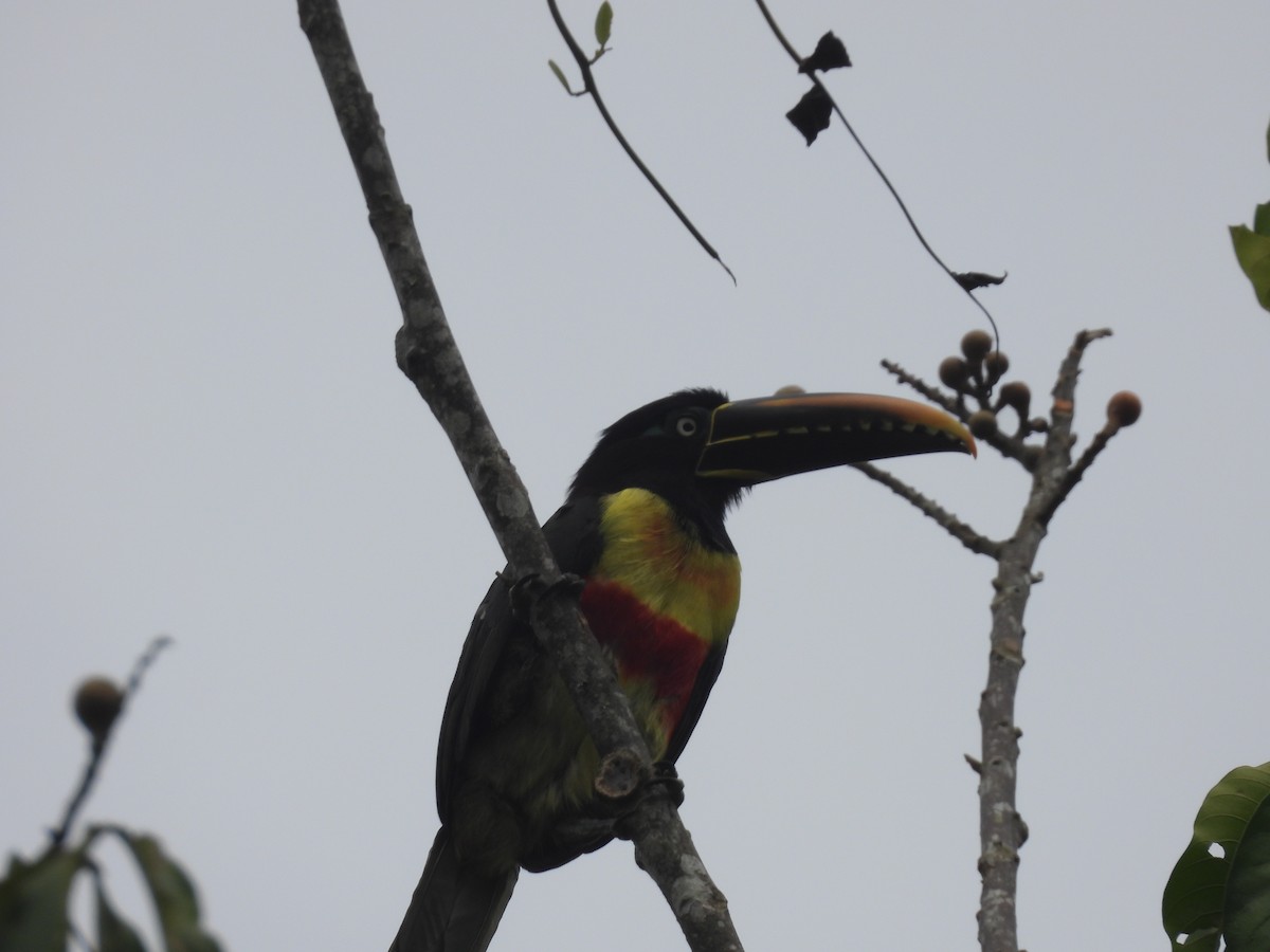 Chestnut-eared Aracari - ML424588001