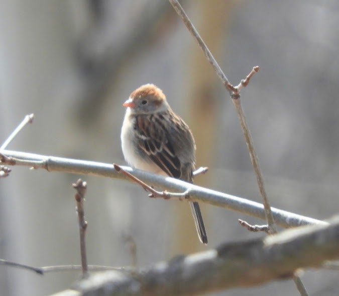 Field Sparrow - ML424588581