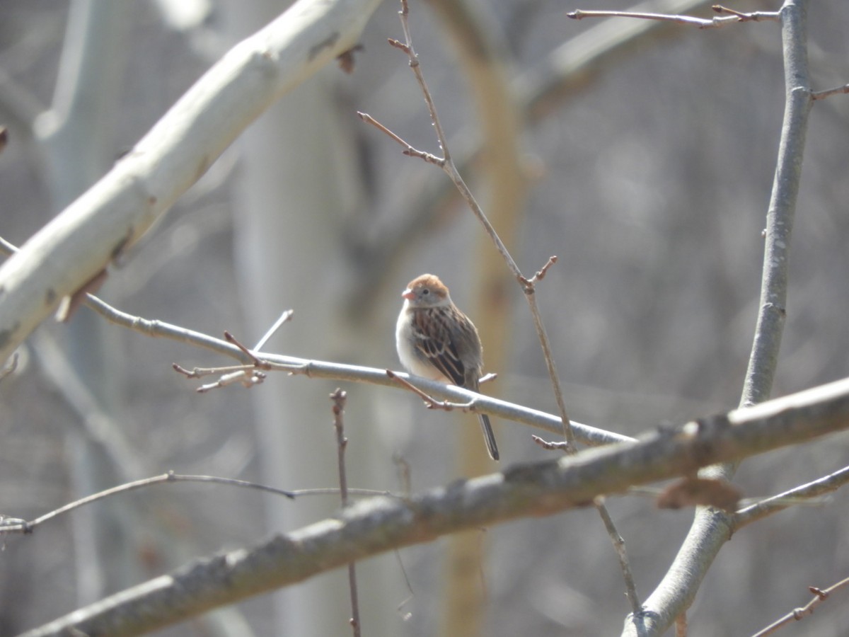 Field Sparrow - ML424588621