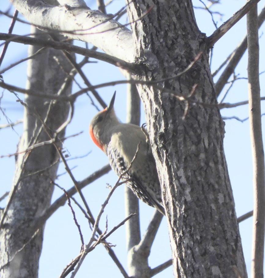 Red-bellied Woodpecker - ML424588891
