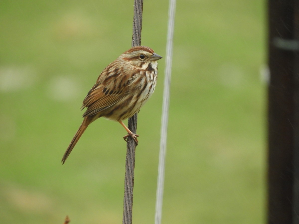 Song Sparrow - ML424589271