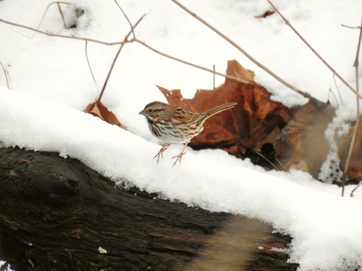 Song Sparrow - ML42458951