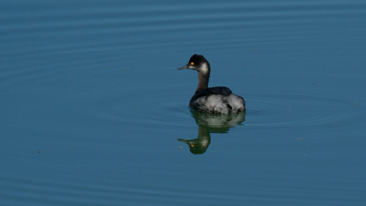 Eared Grebe - Jane Mygatt