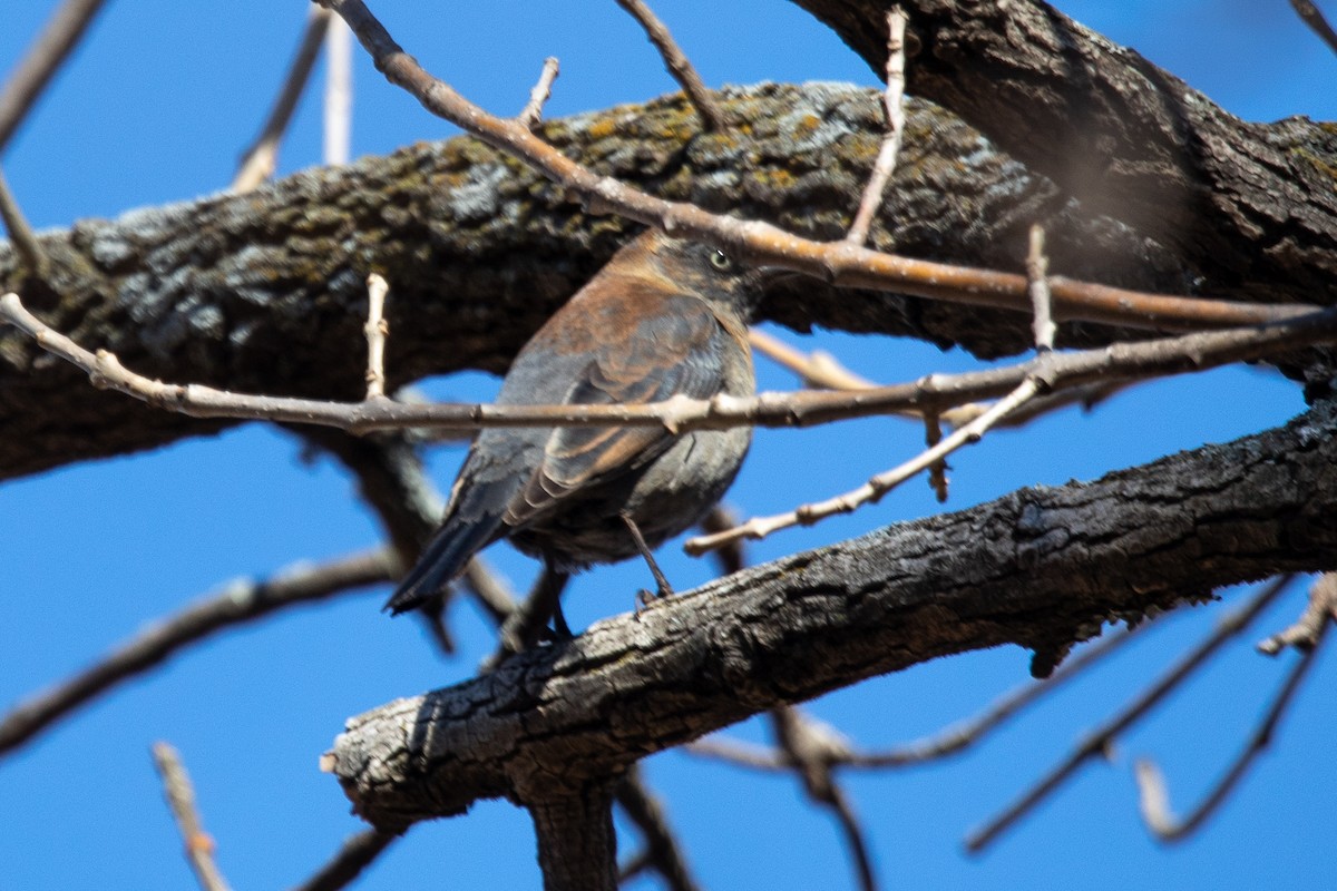 Rusty Blackbird - ML424589891