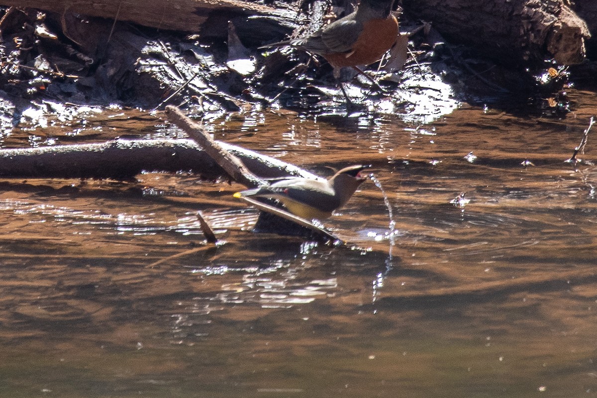 Cedar Waxwing - ML424589941