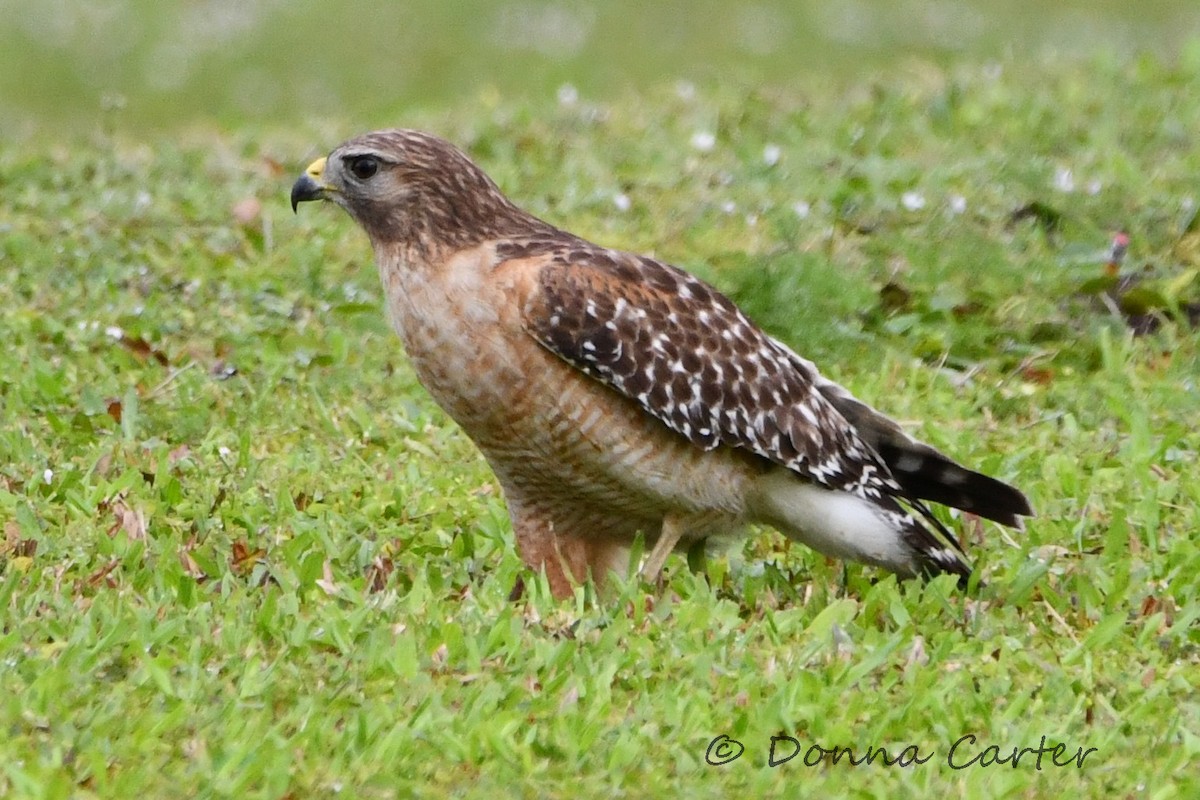 Red-shouldered Hawk (lineatus Group) - ML424589961