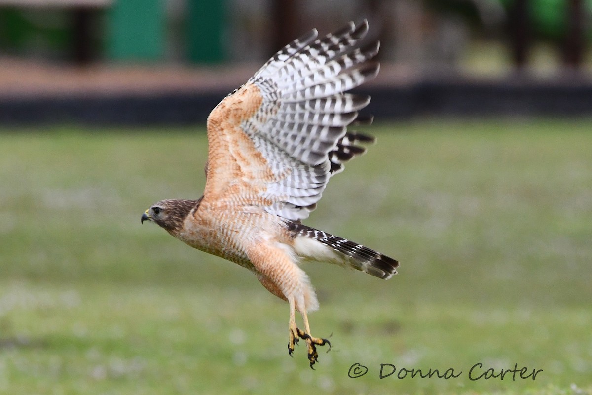 Red-shouldered Hawk (lineatus Group) - ML424590041