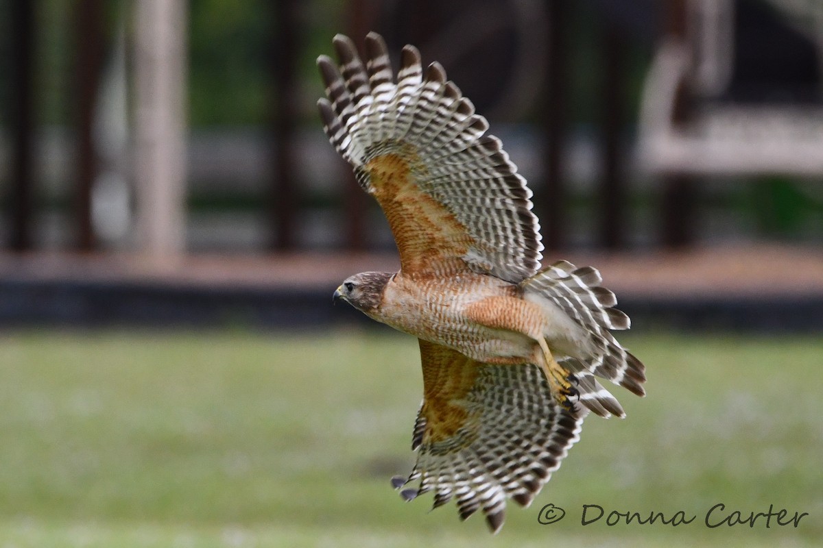 Red-shouldered Hawk (lineatus Group) - ML424590061