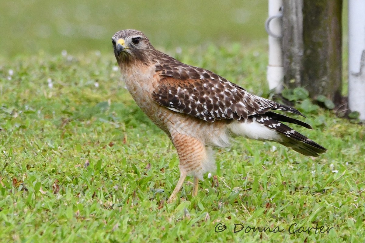 Red-shouldered Hawk (lineatus Group) - ML424590081