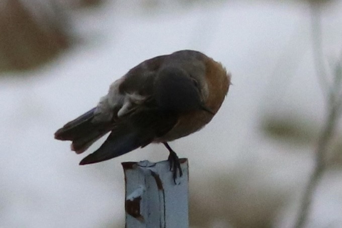 Western Bluebird - ML424592631