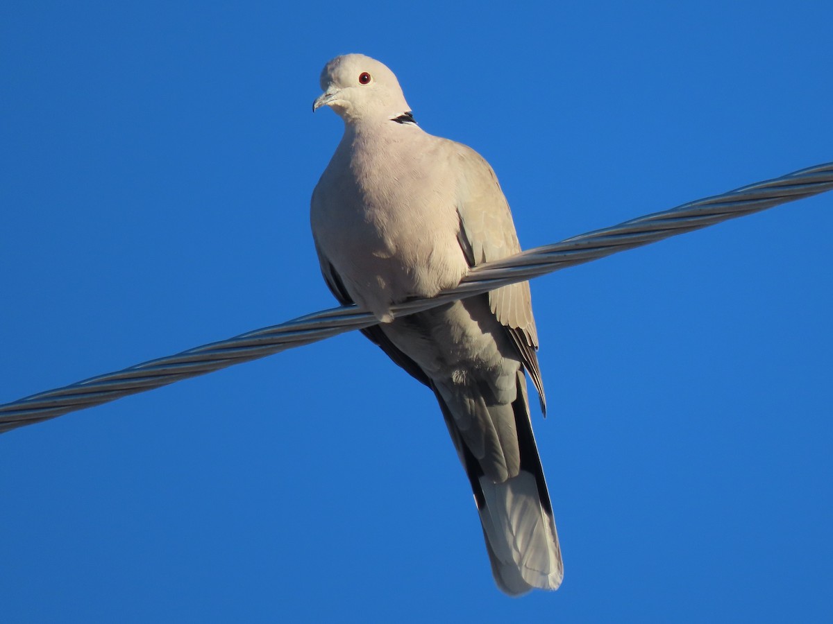 Eurasian Collared-Dove - ML424593561