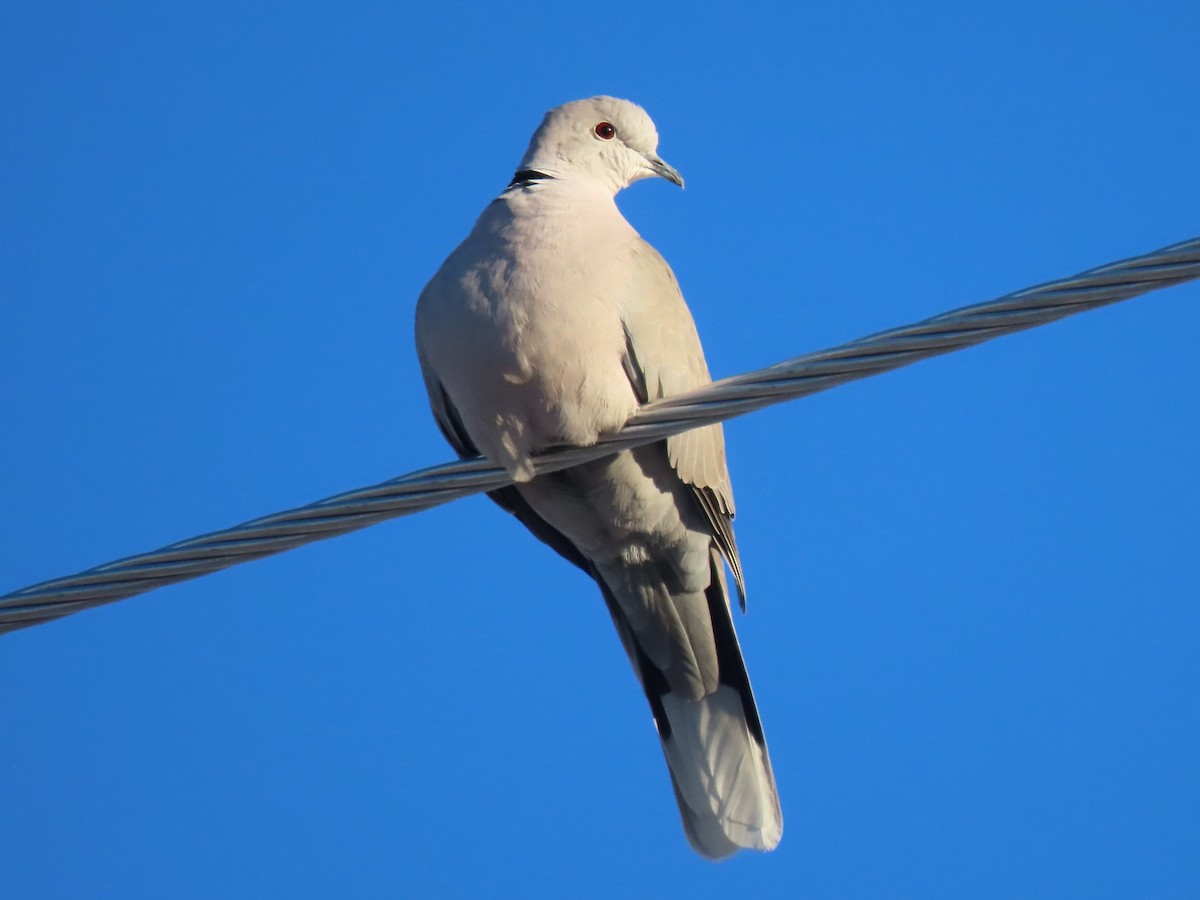 Eurasian Collared-Dove - Del Nelson