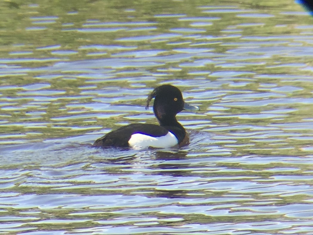 Tufted Duck - ML424594781