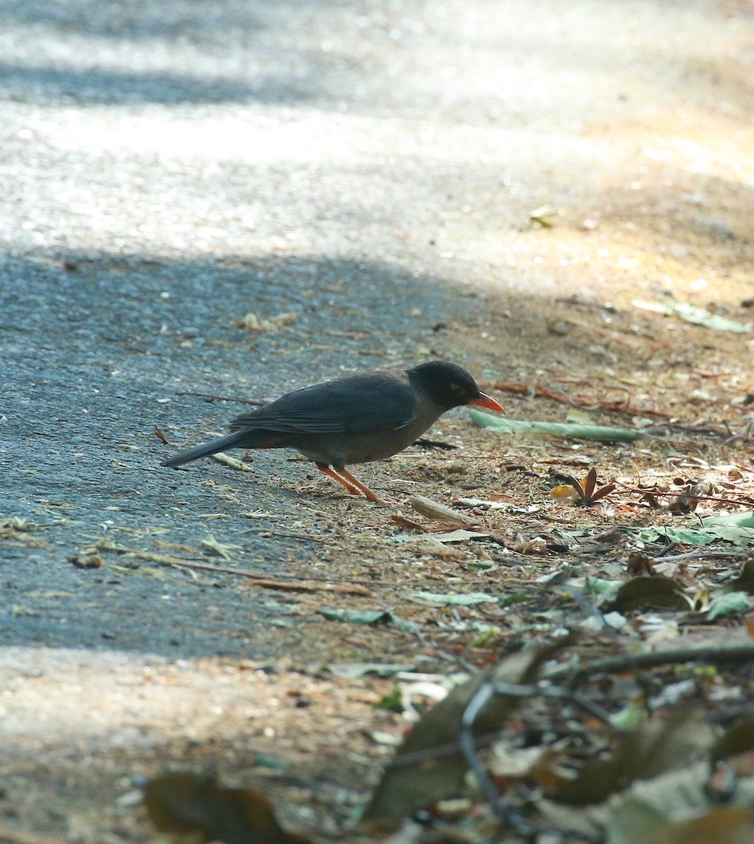 Indian Blackbird - ML424595181