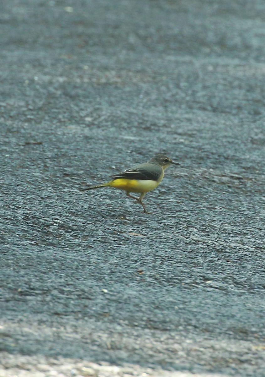 Gray Wagtail - ML424595231