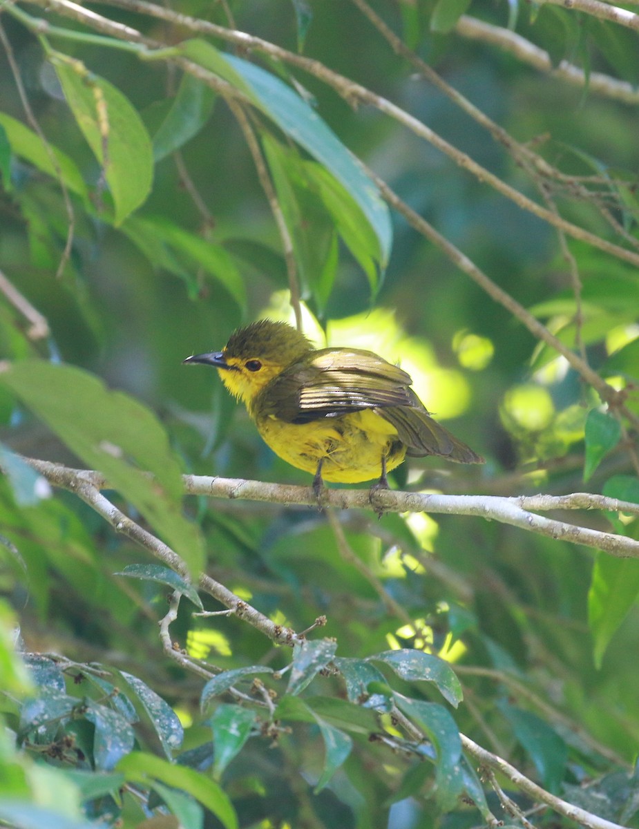 Yellow-browed Bulbul - ML424595501