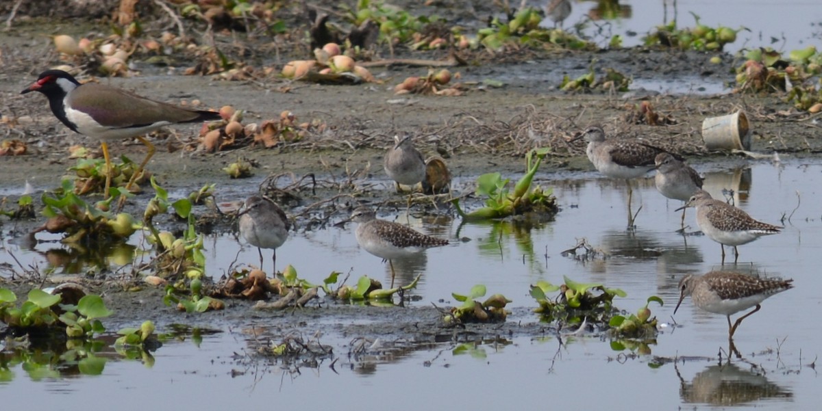 Bruchwasserläufer - ML42459571