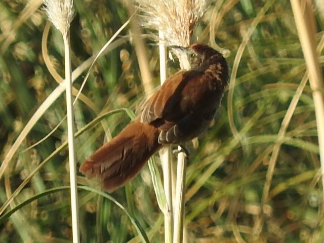 Freckle-breasted Thornbird - ML424596001