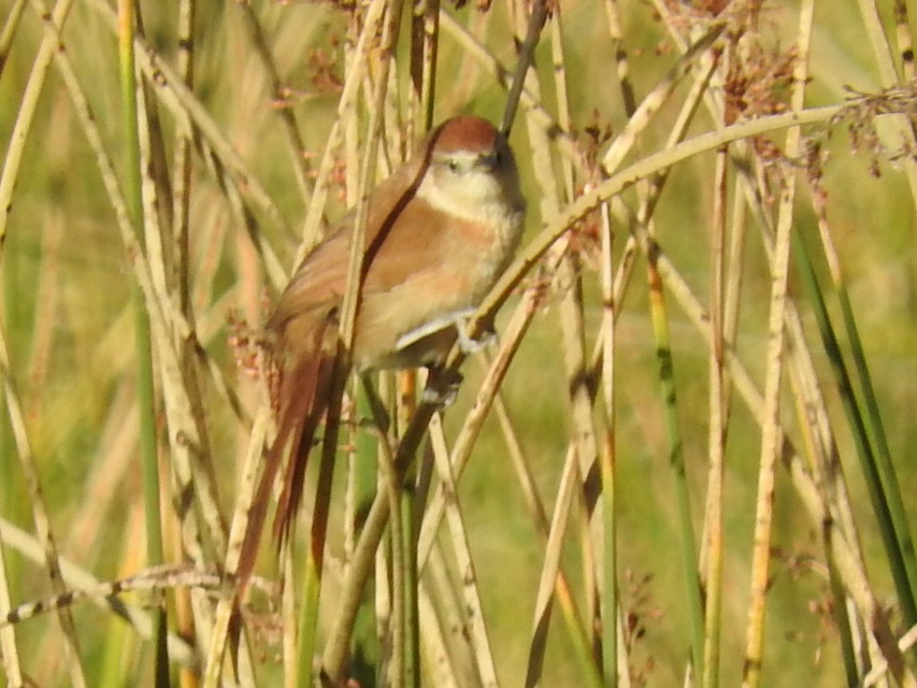 Freckle-breasted Thornbird - ML424596011