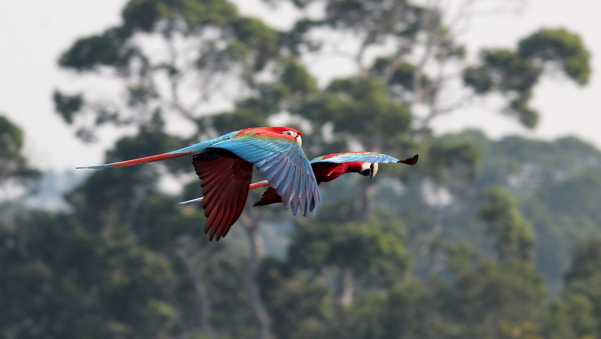 Red-and-green Macaw - Nárgila Moura