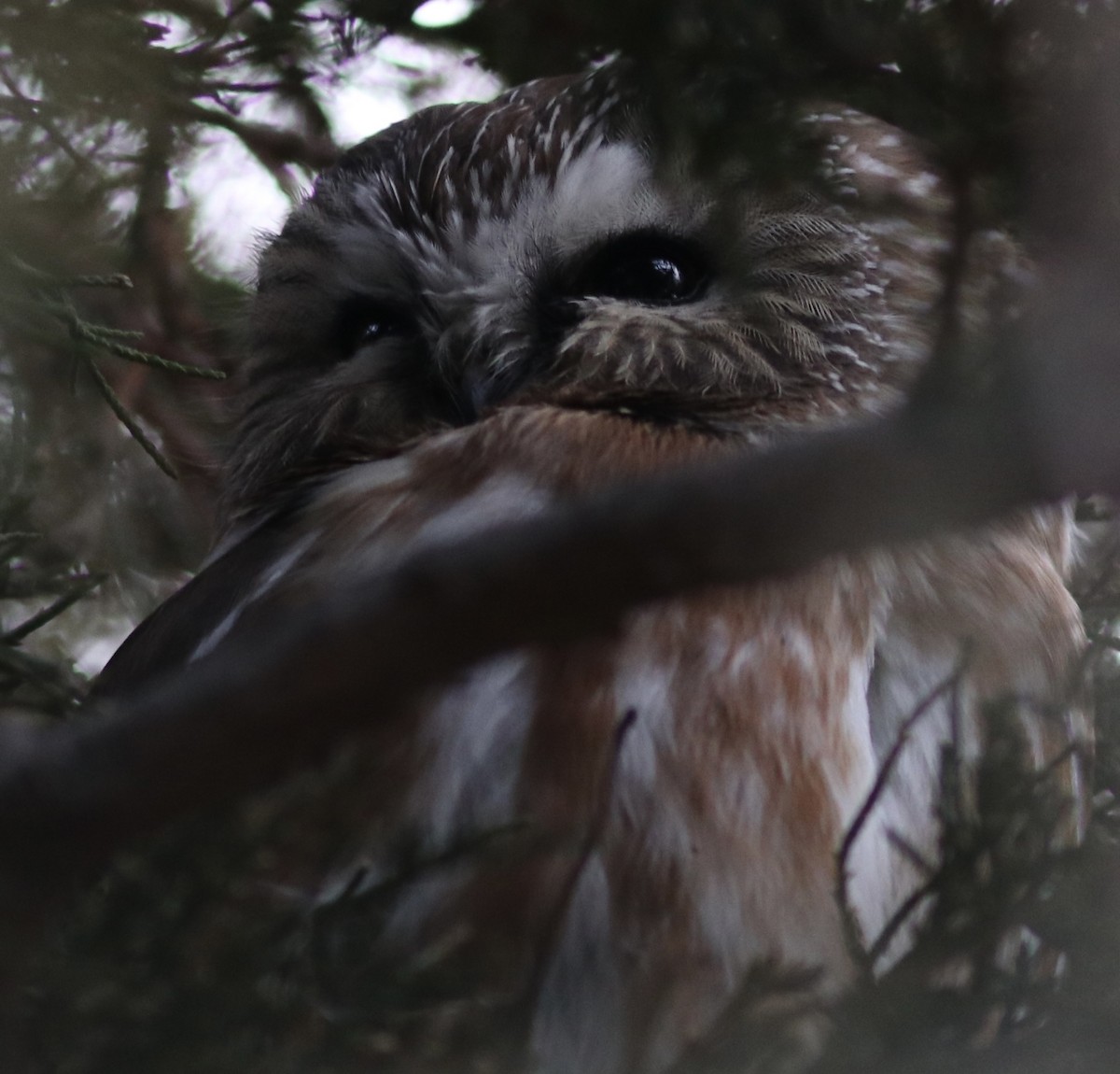 Northern Saw-whet Owl - ML424597271