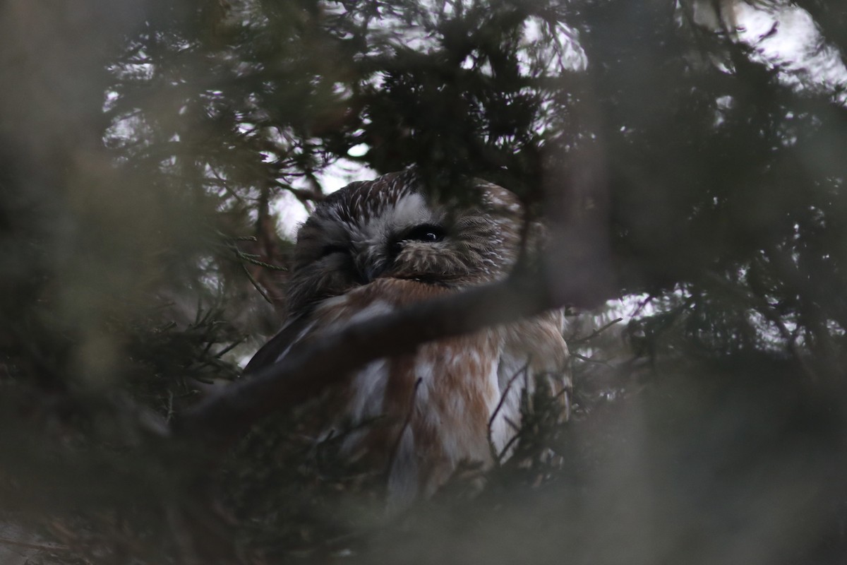 Northern Saw-whet Owl - ML424597281