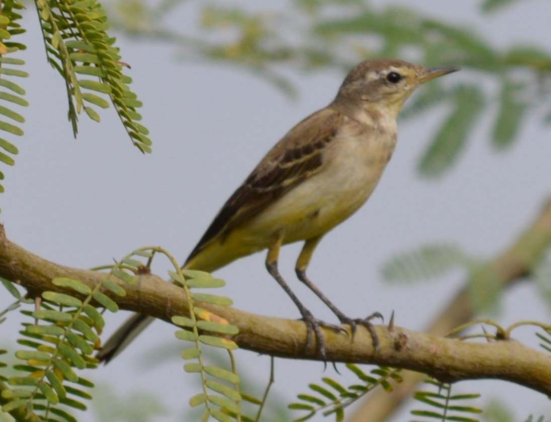 Western Yellow Wagtail - ML42460051