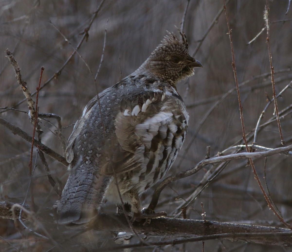 Ruffed Grouse - Matt Yawney