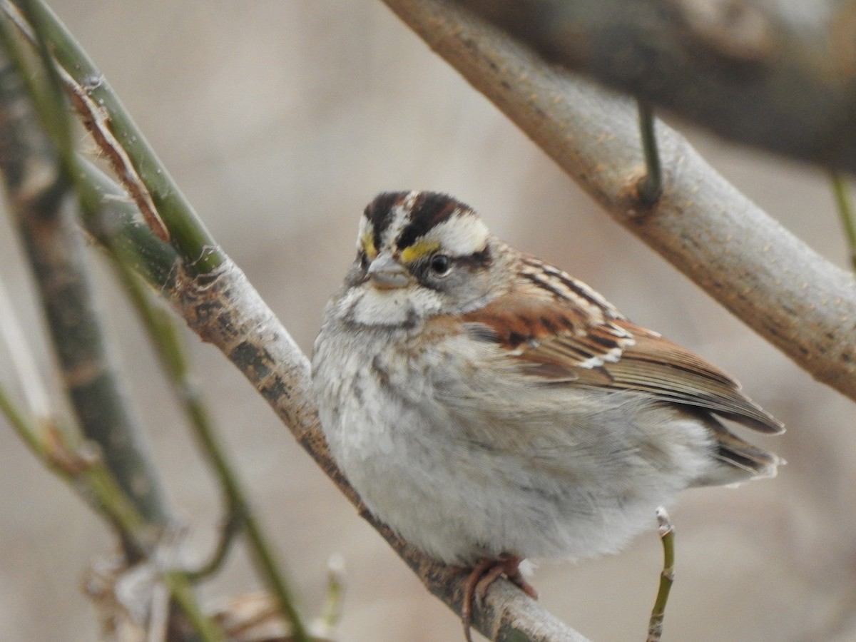 White-throated Sparrow - ML424602561