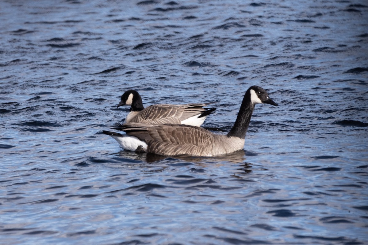 Cackling Goose - Andrew Brown