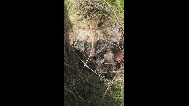 Ornate Tinamou - ML424602871