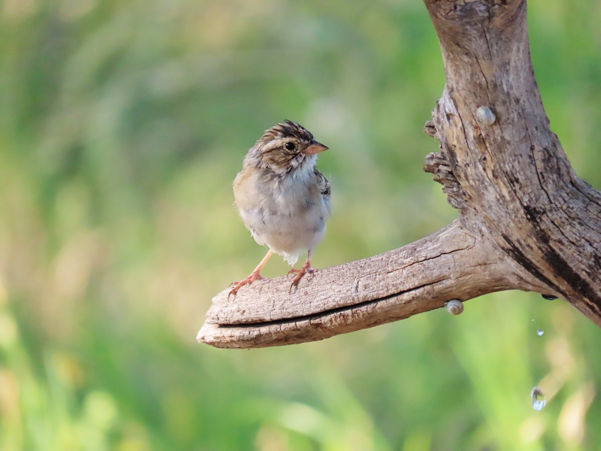 Clay-colored Sparrow - Phil Lehman