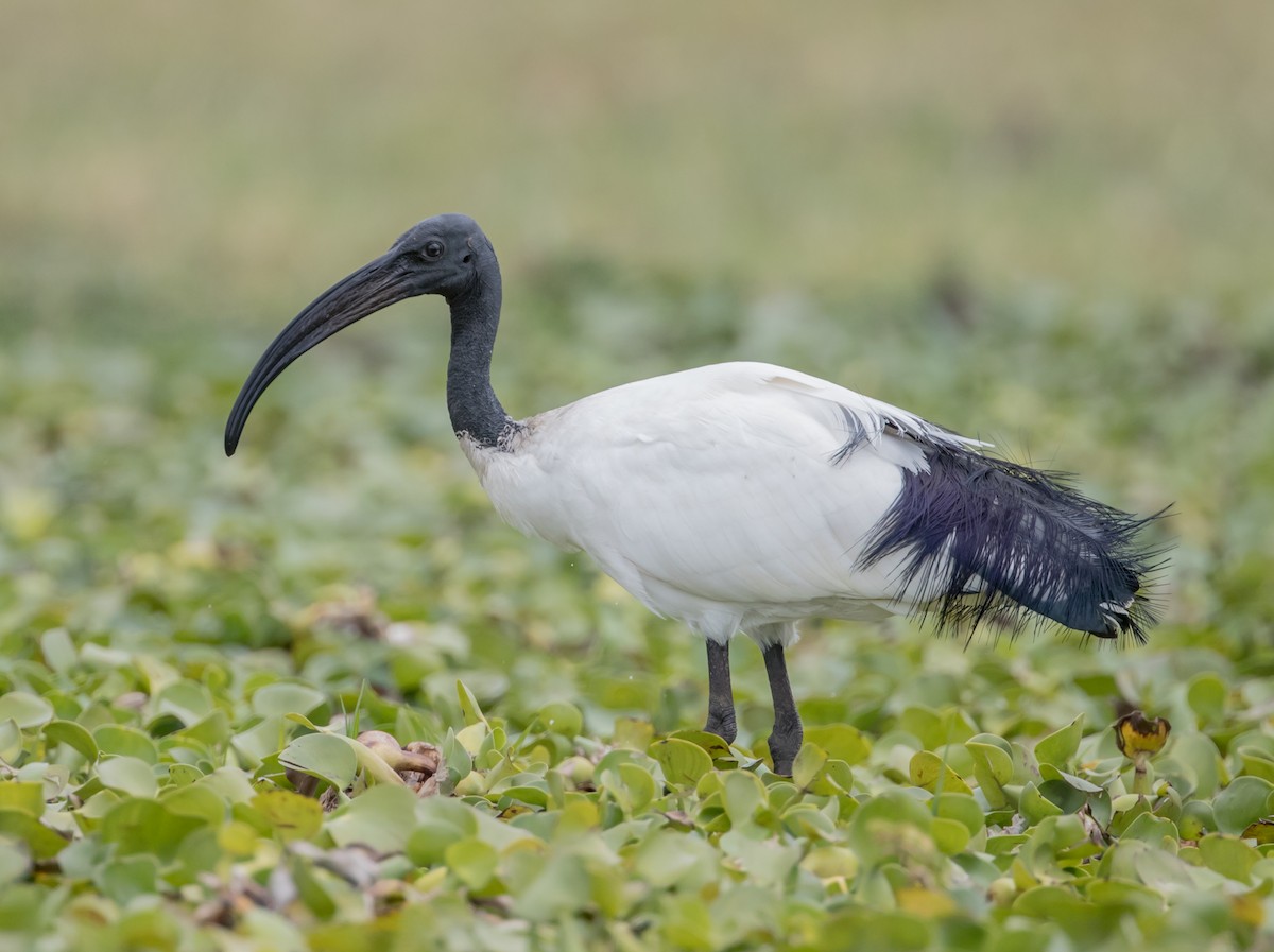 African Sacred Ibis - Arthur Steinberger