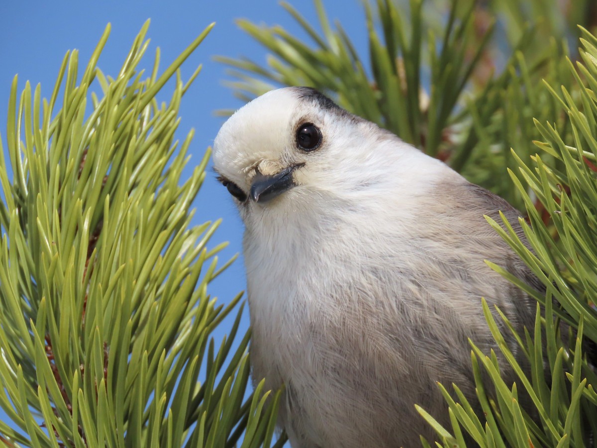 Canada Jay - ML424604091