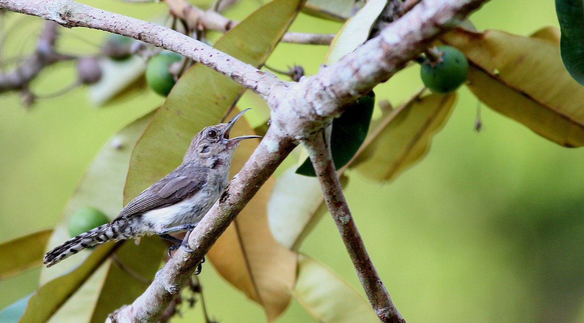 Tooth-billed Wren - ML42460451