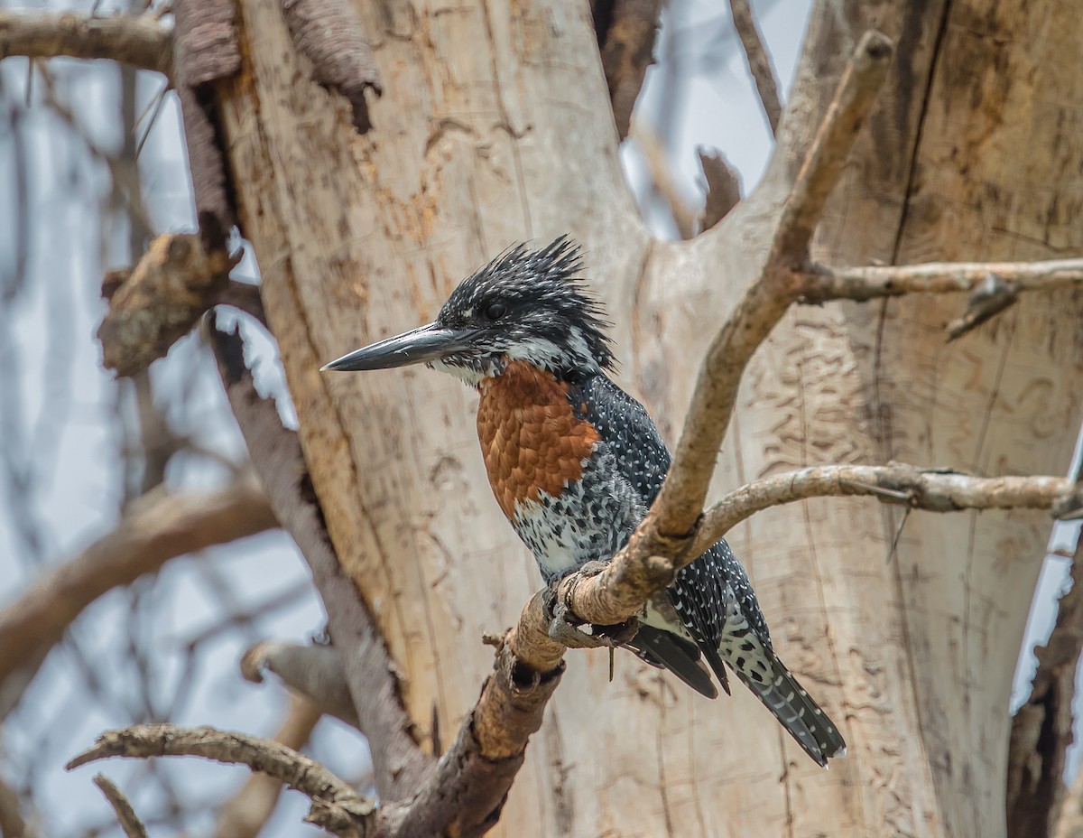 Giant Kingfisher - Arthur Steinberger