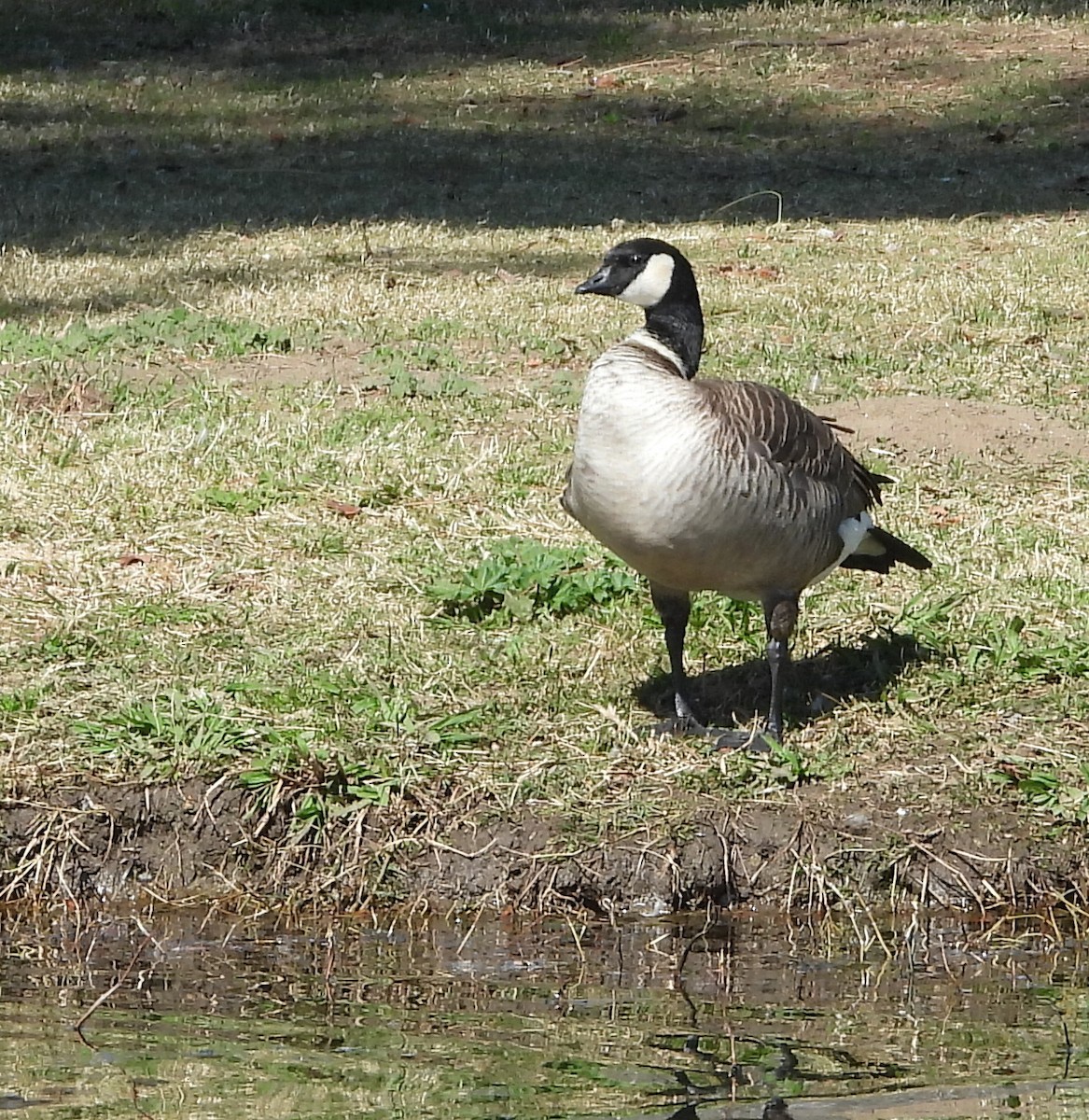 Cackling Goose - ML424605361