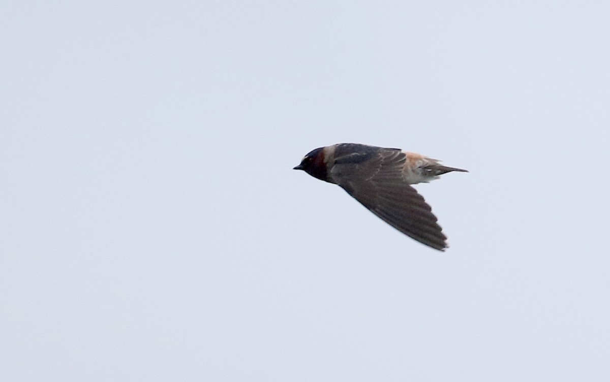 サンショクツバメ（pyrrhonota グループ） - ML424606001