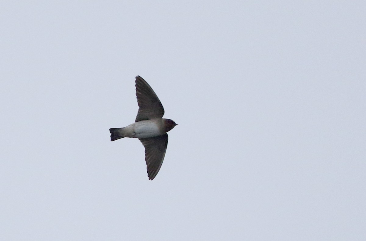 Cliff Swallow (pyrrhonota Group) - ML424606151