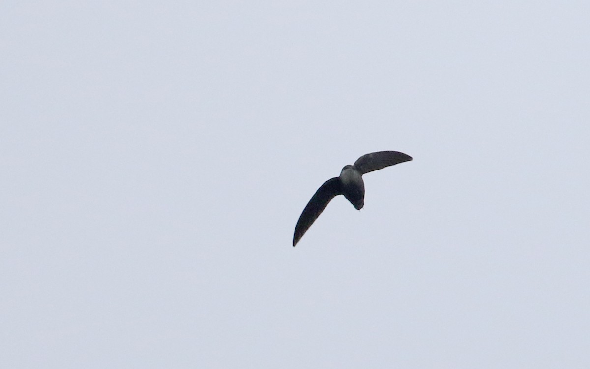 Chimney Swift - ML424606411