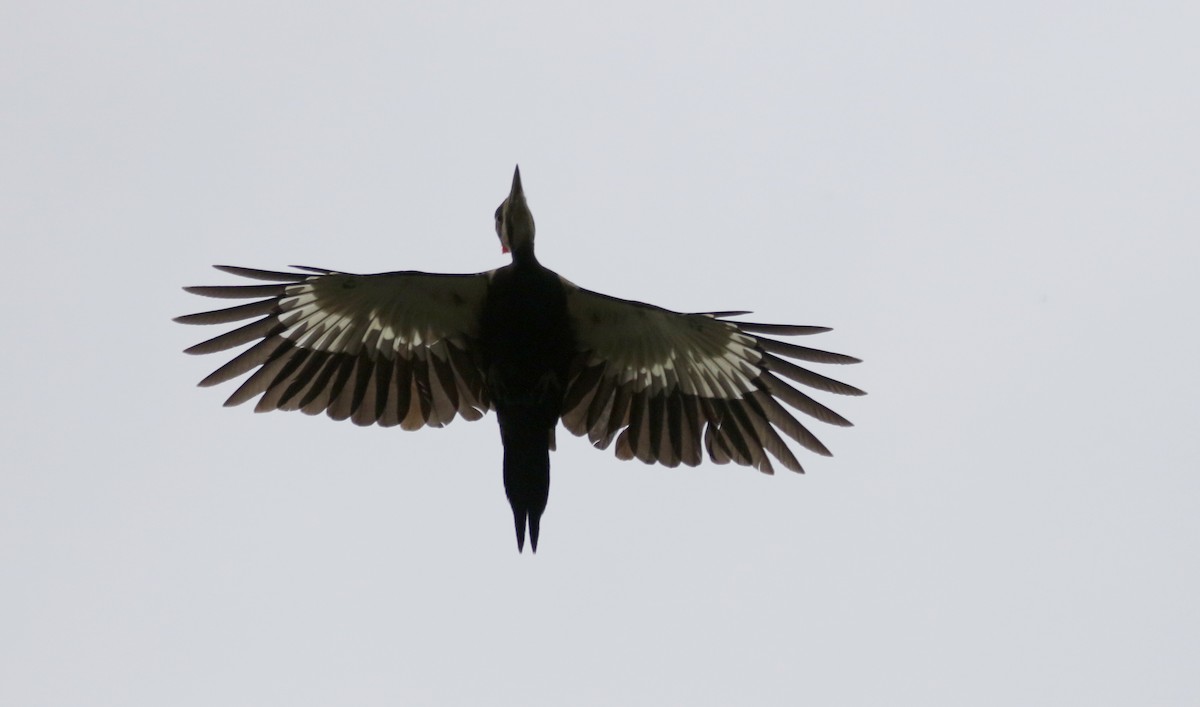 Pileated Woodpecker - Jay McGowan