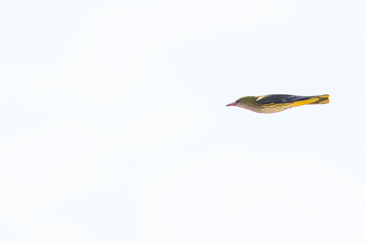 Eurasian Golden Oriole - ML424607381