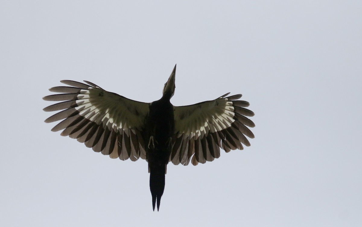 Pileated Woodpecker - ML424607391