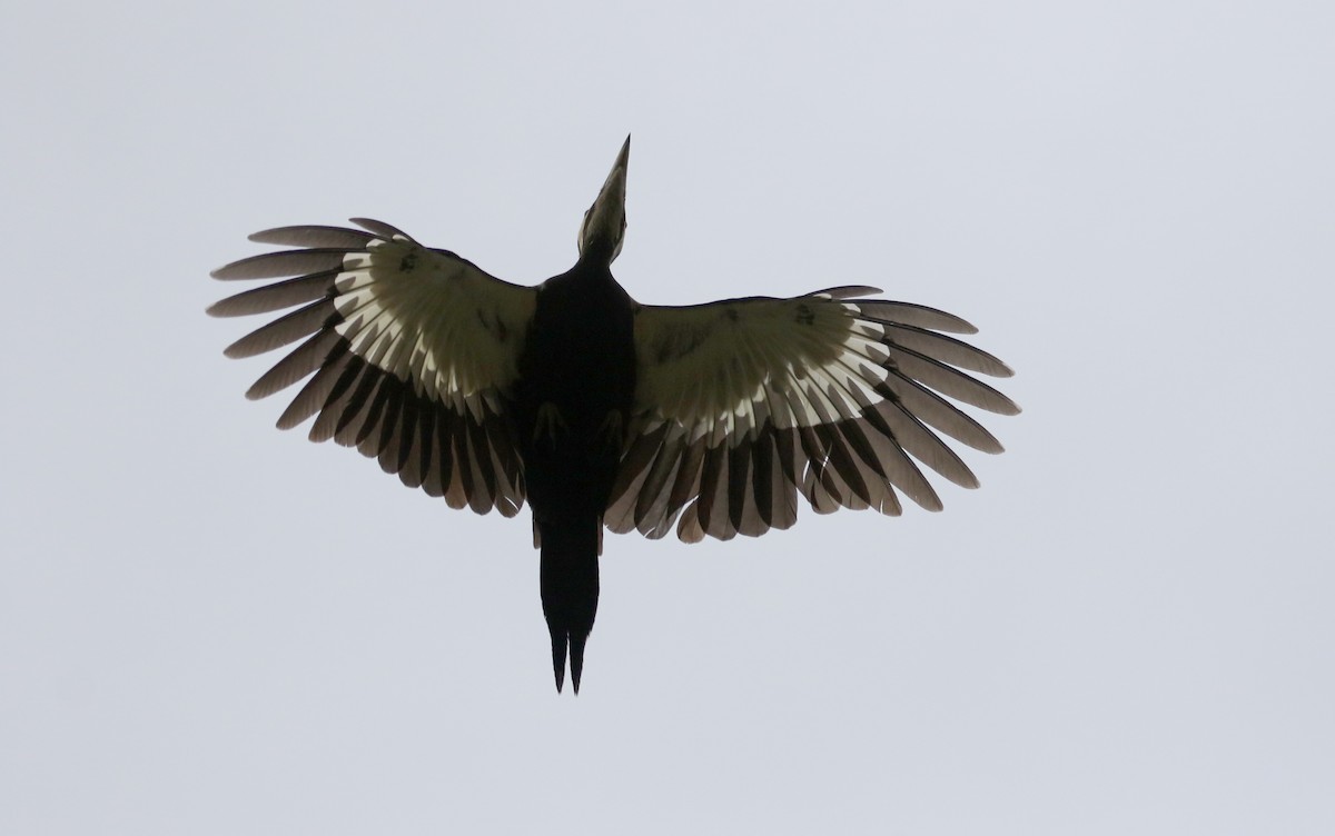 Pileated Woodpecker - Jay McGowan